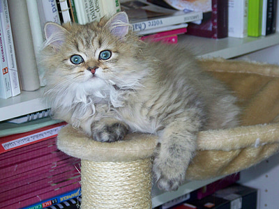 long-haired gray cat on cat tree thumbnail