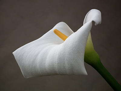 white flower thumbnail