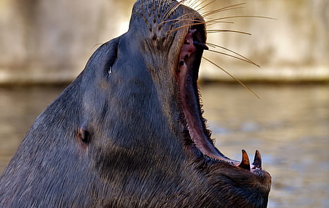 selective focus photography of black seal opening mouth thumbnail
