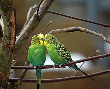 two green birds thumbnail