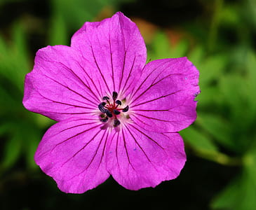 Purple Flower in Close-up Photography thumbnail