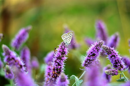 brown butterfly on purple petaled flowers thumbnail