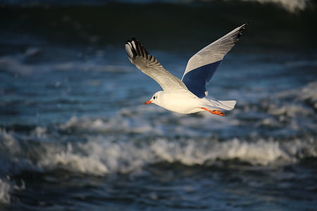 white bird flying on mid air during daytime thumbnail
