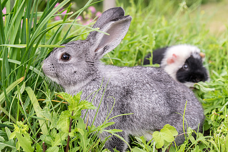 gray rabbit on grass thumbnail