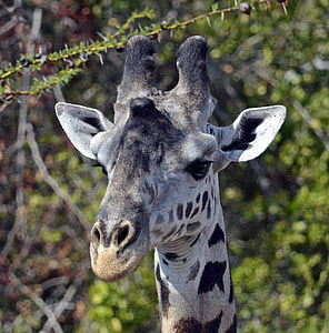 shallow focus photography of brown and black giraffe thumbnail