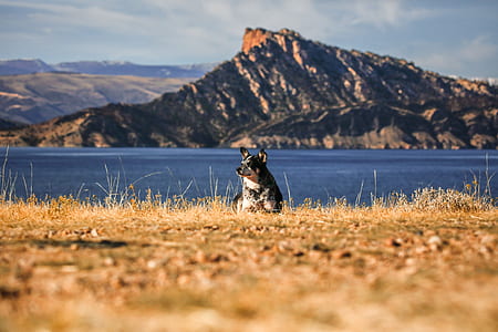 adult Australian cattle dog resting on brown grass field with body of water and mountain in distance thumbnail
