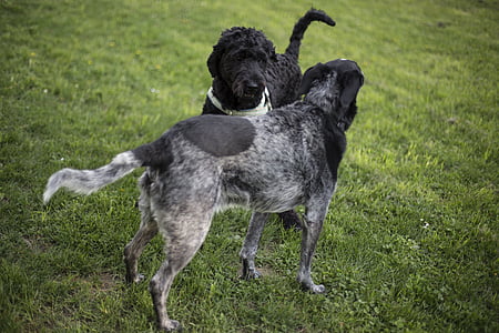 two gray and black dog on green grass field thumbnail
