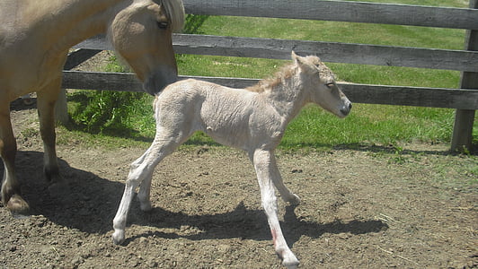 infant white horse near brown adult horse thumbnail