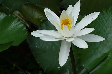 Egypt White Water Lily thumbnail