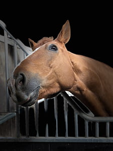 brown horse thumbnail