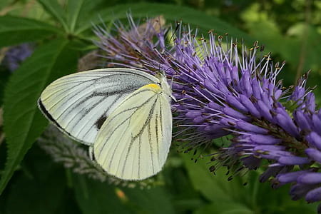 shallow focus photography of butterfly thumbnail