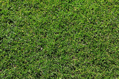 close-up photo of green grass thumbnail