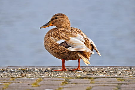 female mallard duck on pavement thumbnail