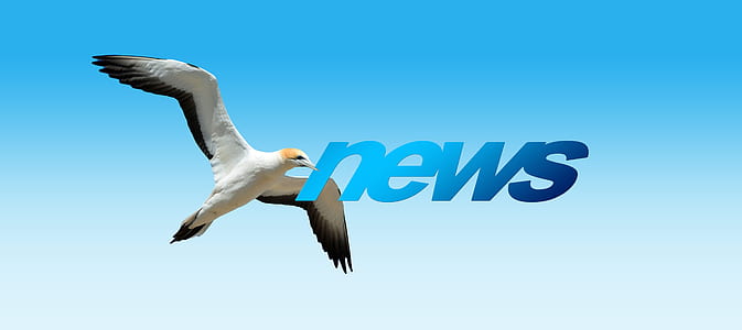 white bird with news text overlay thumbnail