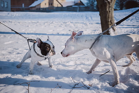 two dog smelling each other thumbnail