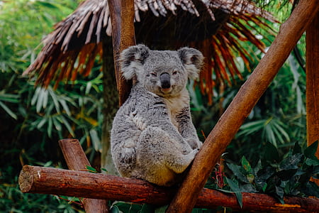 wildlife photography of koala sitting on brown wooden pole thumbnail