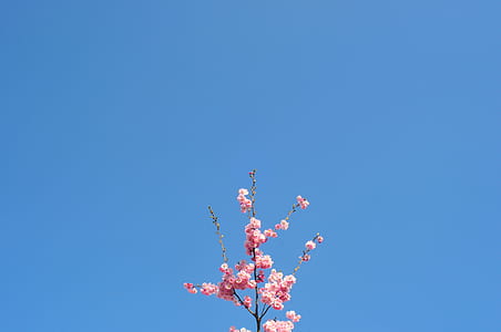 flower, blossom, floral, foliage thumbnail