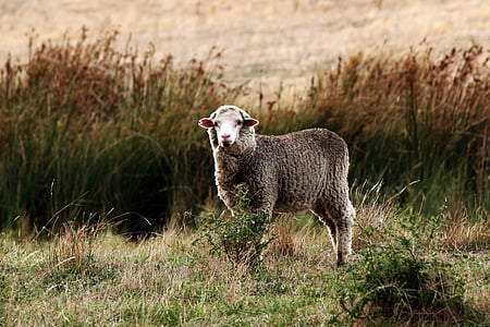 sheep in grass field thumbnail