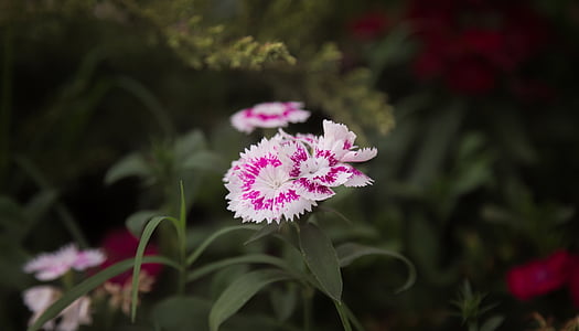 selective focus photography of pink flower thumbnail