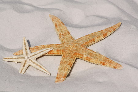 White and Orange Star Fish Side by Side at the Sand thumbnail