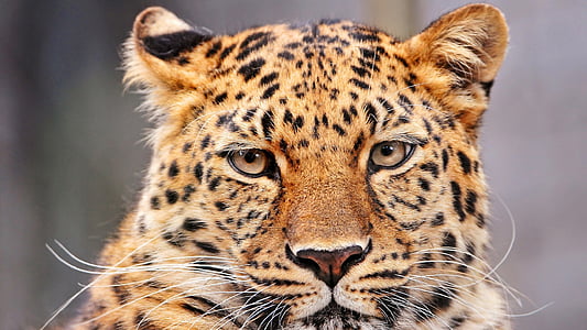 brown and black tiger thumbnail