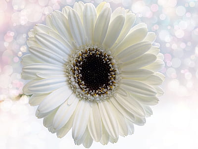 white Gerbera daisy flower in closeup photography thumbnail