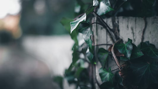 creeping fog on fence thumbnail
