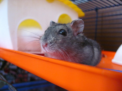 gray hamster on orange cage thumbnail