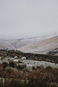 herd of animal on brown grass area thumbnail