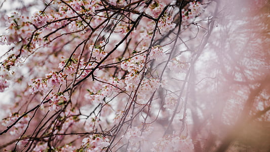 pink flower tree thumbnail
