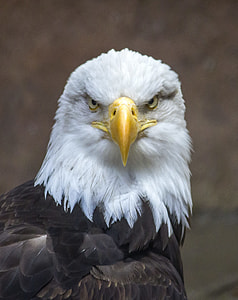 bald eagle close-up photo during daytime thumbnail