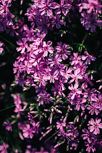 Pink flowers blooming in spring thumbnail