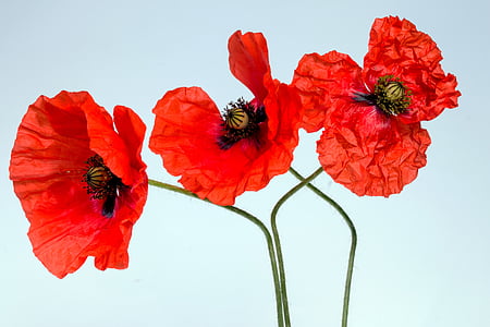 three red petaled flowers thumbnail