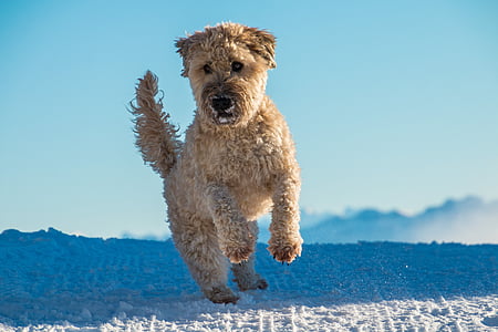 adult yellow Labradoodle thumbnail
