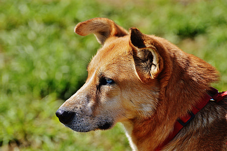 closeup photo of tan smooth dog thumbnail