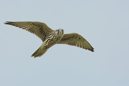 brown and black owl flying during daytime thumbnail