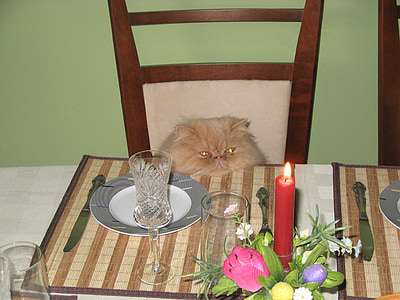 tan Persian cat in front of dining table thumbnail