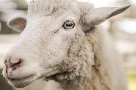 closeup photo of white sheep thumbnail
