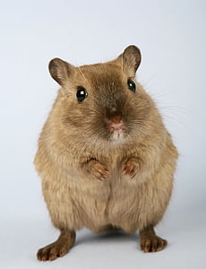 brown chinchilla thumbnail