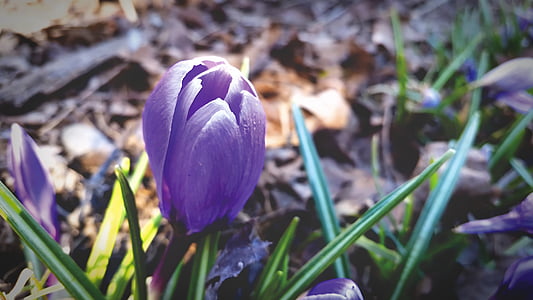 purple flower thumbnail