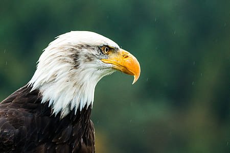shallow focus photography of eagle thumbnail