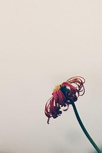 red petaled flower thumbnail