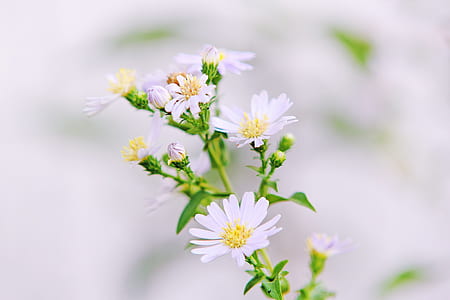 white daisy thumbnail
