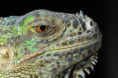 green reptile thumbnail