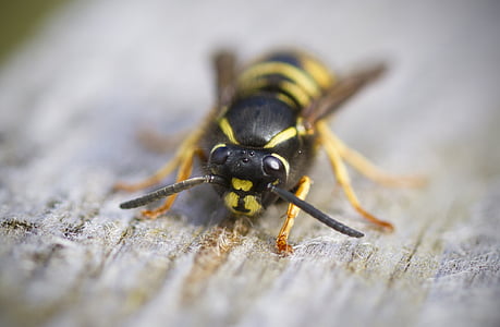 selective focus photography of yellow jacket bee thumbnail