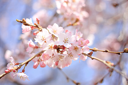 Cherry blossom thumbnail