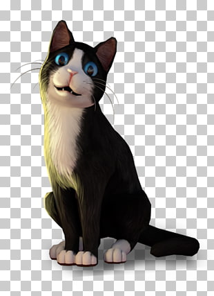 American Wirehair Whiskers Kitten Cathotel Hotel For Cute Cats