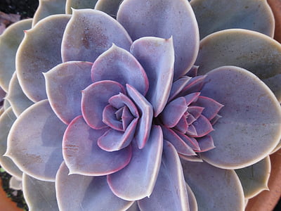 closeup view of succulent plant thumbnail