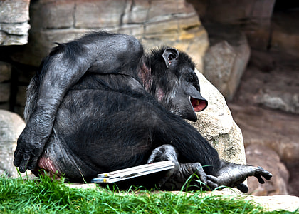 primate photo thumbnail
