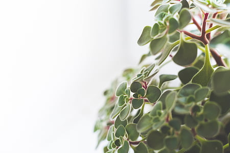 photo of green leafed plant thumbnail